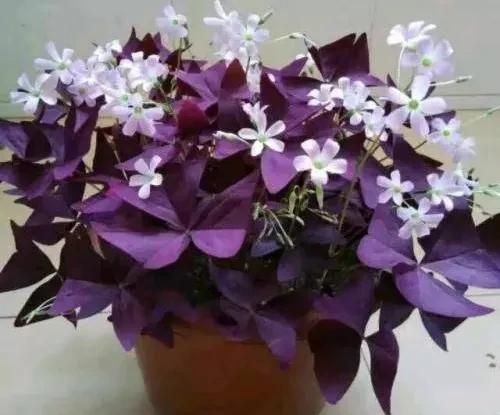 紫色酢浆草怎么养才能使叶子更多一些图1
