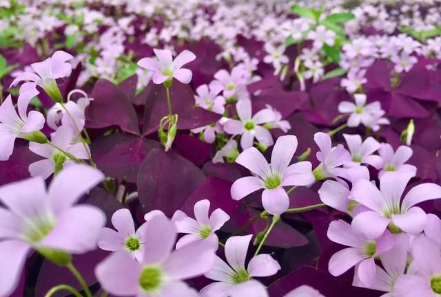 紫色酢浆草怎么养才能使叶子更多一些图2