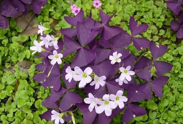 紫色酢浆草怎么养才能使叶子更多一些图3