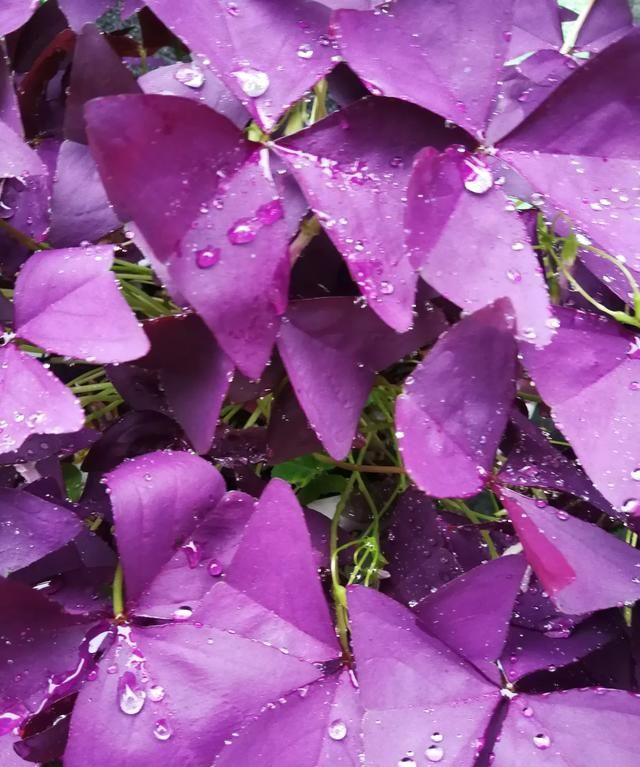 紫色酢浆草怎么养才能使叶子更多一些图6