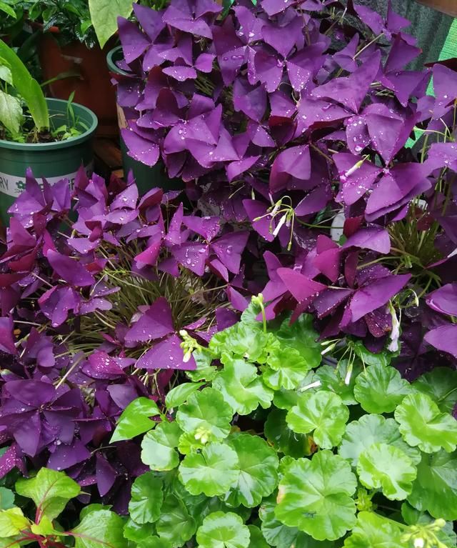 紫色酢浆草怎么养才能使叶子更多一些图7