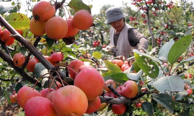 这果是栽培历史悠久的果中珍品，抗病虫、耐瘠薄、一年可采收两次