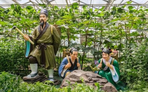 关于牡丹的药用价值你了解多少,牡丹哪些品种可以药用
