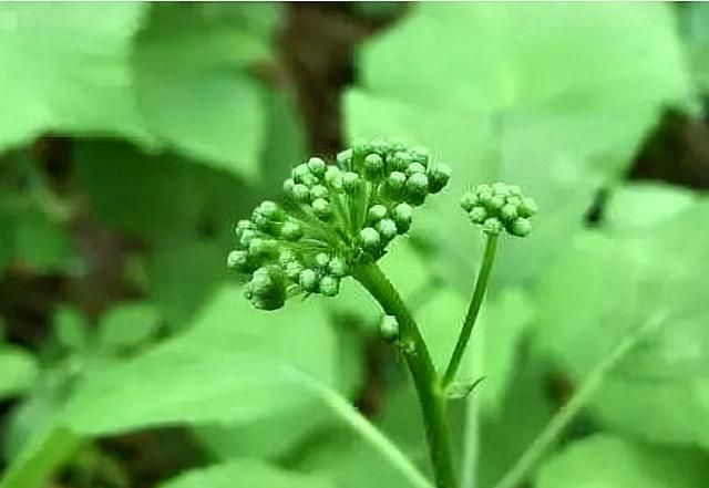 东北一“野草”，长得像杂草，人称“人参花”，泡茶喝很有效