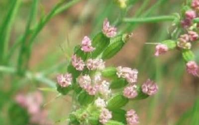 孜然别名孜然芹，富含精油，气味芳香浓烈