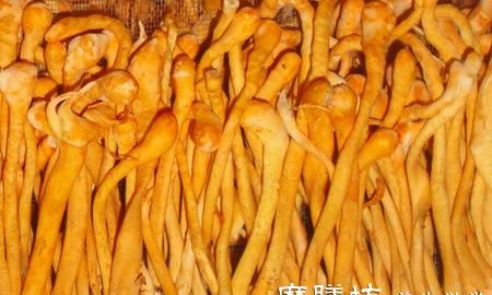女性怎么服用虫草花,新鲜虫草花和干虫草花的功效图1