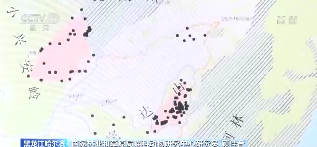 东北虎频繁“亮相”生物多样性保护旗舰物种作用明显