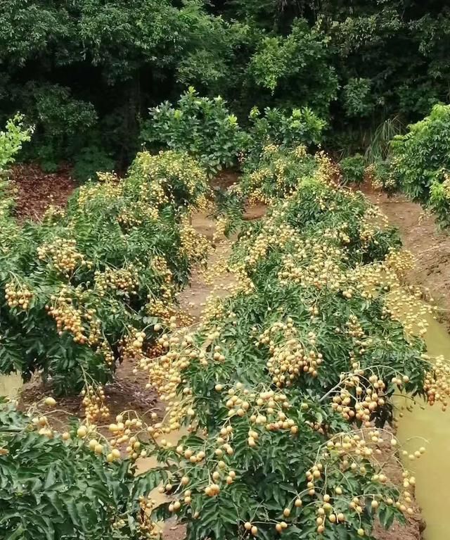 黄皮品种哪个最好(十大名贵品种黄皮)图2