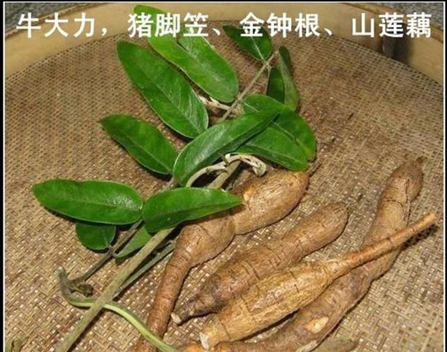 农村常见的牛大力可不可以泡酒呢图5