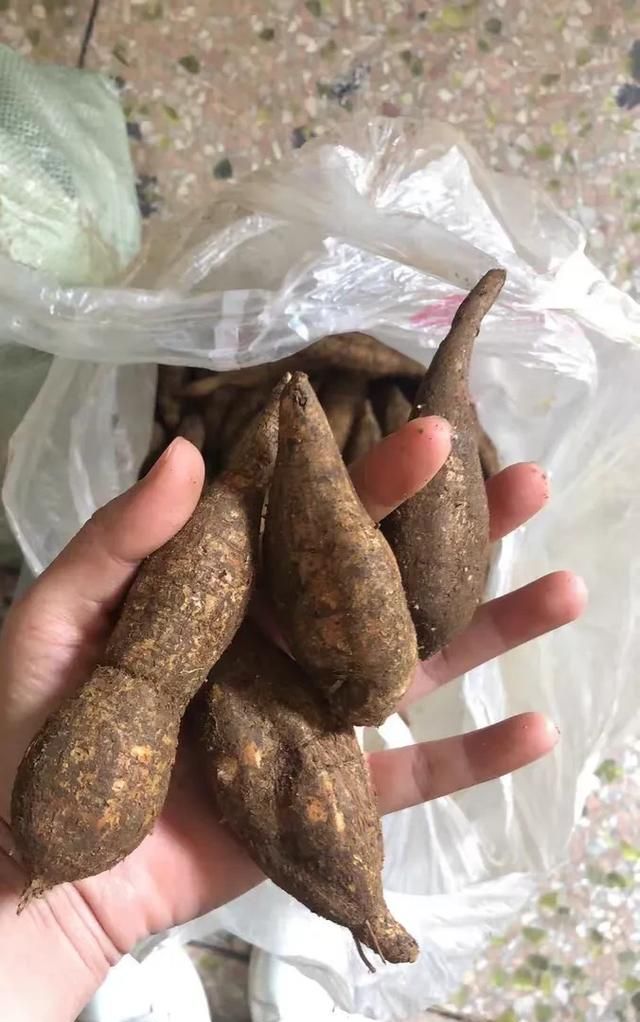农村常见的牛大力可不可以泡酒呢图6