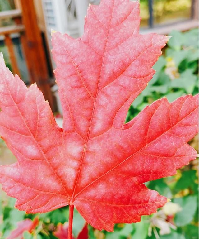 这几天的枫叶🍁掀起的百粉，你跟上潮流了吗收获多少粉丝呢图14