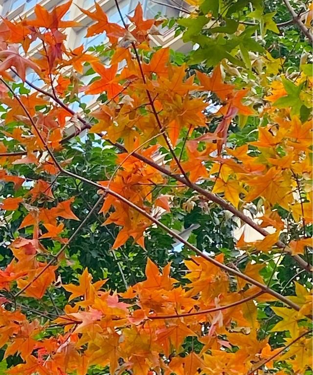 这几天的枫叶🍁掀起的百粉，你跟上潮流了吗收获多少粉丝呢图20