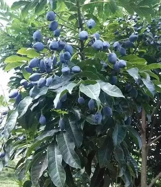 念念不忘家乡的味道：咸柠檬，芋头梗，榄角，烫水菜