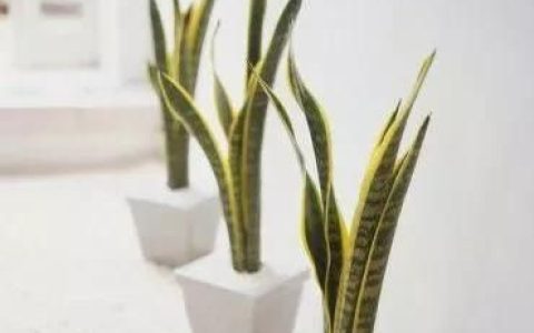 文竹和虎尾兰用什么土最好