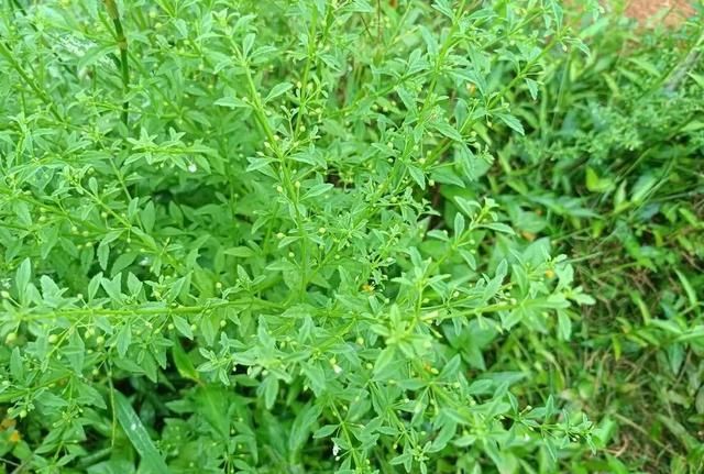 味甜如冰糖，农村老人常喝的“开心茶”，在村里很常见，万分珍贵