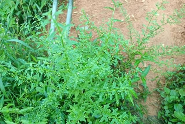 味甜如冰糖，农村老人常喝的“开心茶”，在村里很常见，万分珍贵