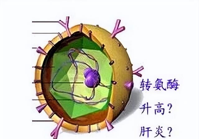 今天来给您讲谷丙转氨酶升高是怎么回事？