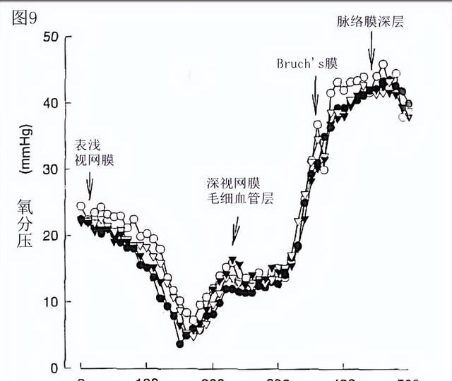 「万字纯干货」脉络膜的多种功能与近视调控