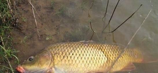 野生鲤鱼怎么做好吃又鲜嫩(大野生鲤鱼怎么做才最好吃)图11