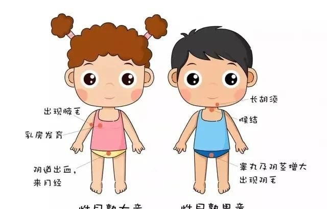 女孩吃什么东西导致发育期过早(引起女孩过早发育的食物)图1