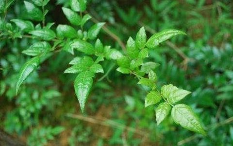 藤茶有什么功效和作用,藤茶的作用和效果是什么