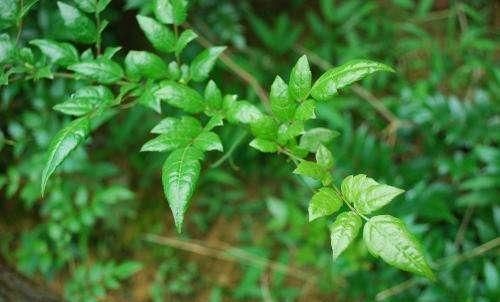 藤茶有什么功效和作用,藤茶的作用和效果是什么图1