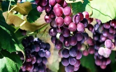 玫瑰香葡萄种植技术(宝石葡萄和玫瑰香葡萄怎么分别)