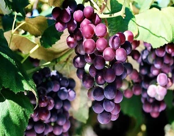 玫瑰香葡萄种植技术(宝石葡萄和玫瑰香葡萄怎么分别)图1