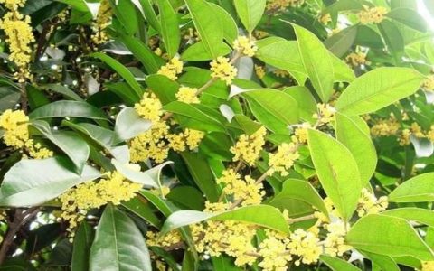 桂花树怎么养