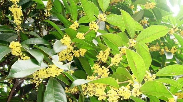 桂花树怎么养图1