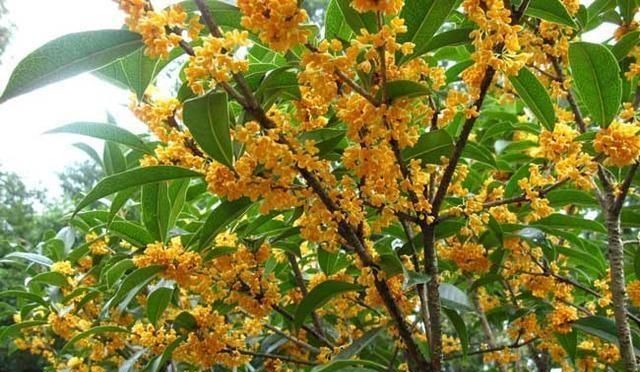 桂花树怎么养图3
