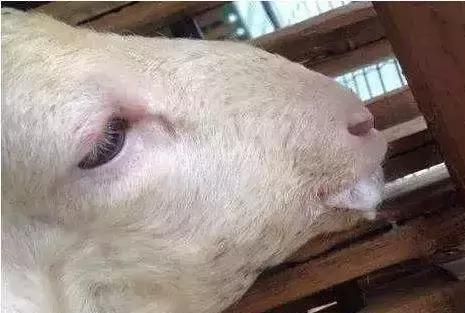 一文说透酒糟：酒糟的优点、缺点、使用方法、贮藏注意事项！