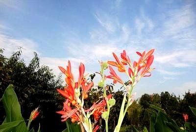 南方农村常见的芭蕉芋有什么作用图1