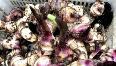 南方农村常见的芭蕉芋有什么作用图2