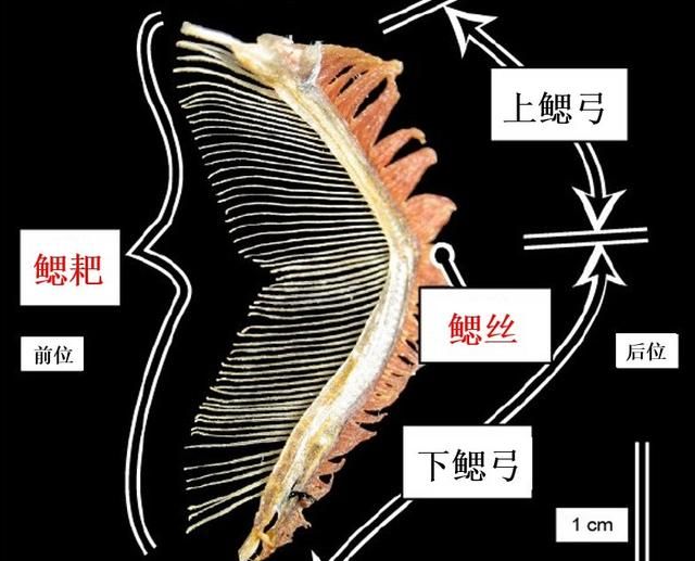 农村常吃的白鲢鱼和花鲢鱼有什么区别呢图5