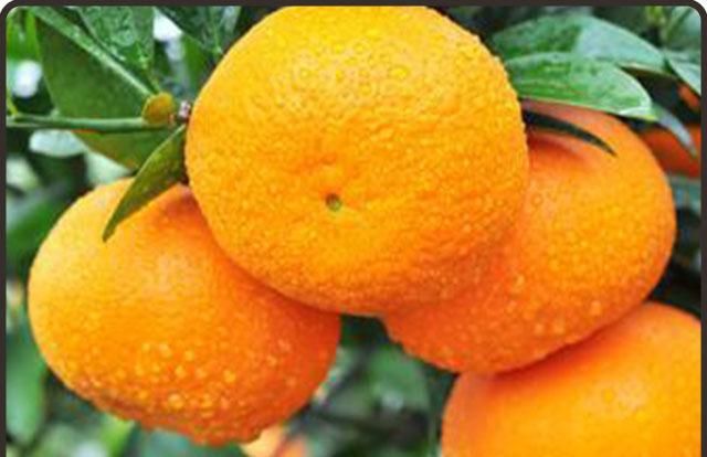 柑橘中的五味中药