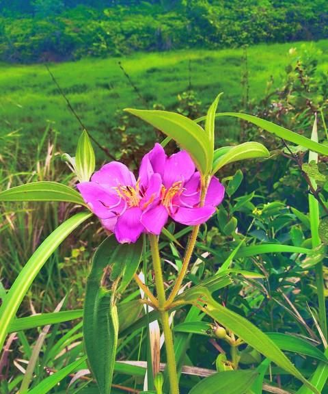 麦蓝菜与王不留行区别,王不留行麦蓝菜图6
