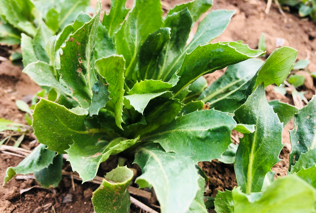 抗心脑血管病药材红花种植效益高，品种重要，科学除草也很重要