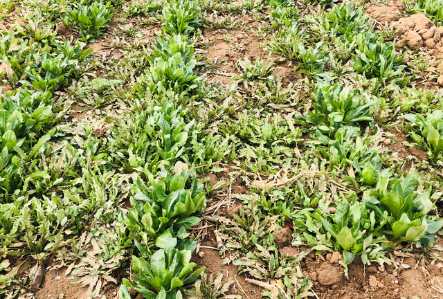 抗心脑血管病药材红花种植效益高，品种重要，科学除草也很重要