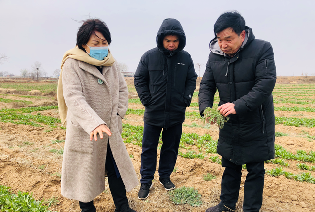 抗心脑血管病药材红花种植效益高，品种重要，科学除草也很重要