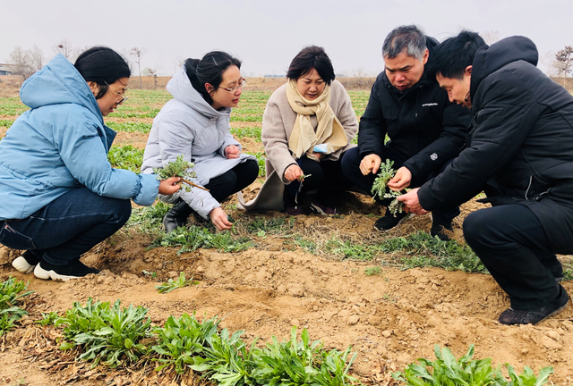 抗心脑血管病药材红花种植效益高，品种重要，科学除草也很重要