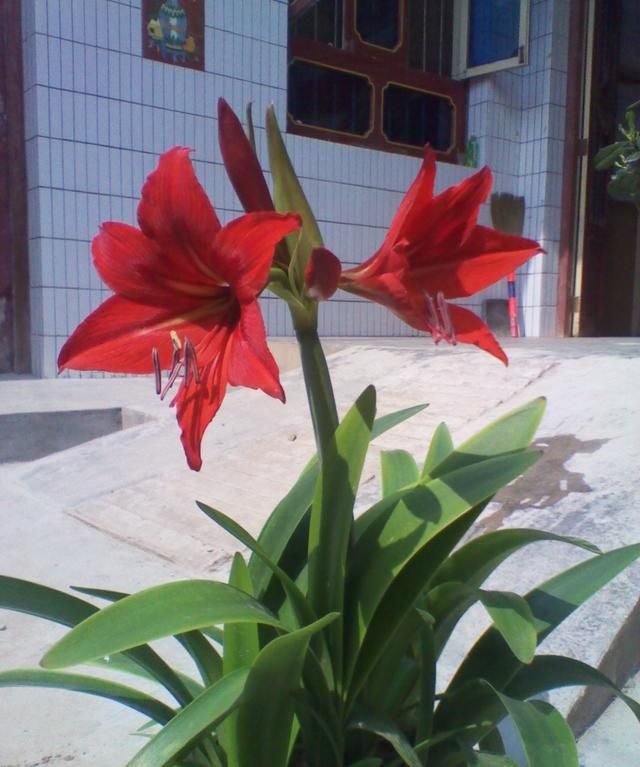 龙舌兰是一种什么样的植物图3