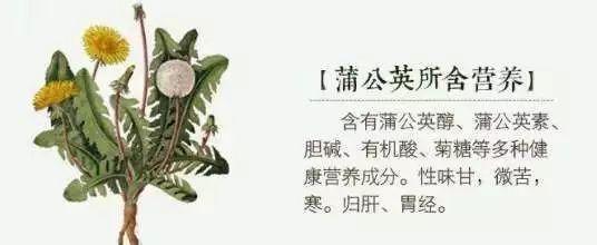 它叫“药草皇后”，每天一杯泡水喝护肝肾强免疫，还很便宜！