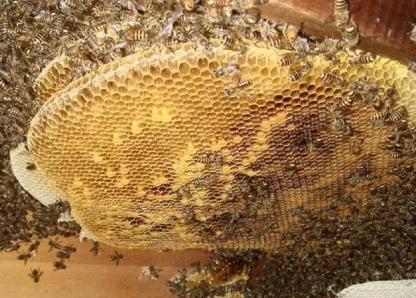 蜂巢，药用价值极高，过敏性鼻炎患者的福音！
