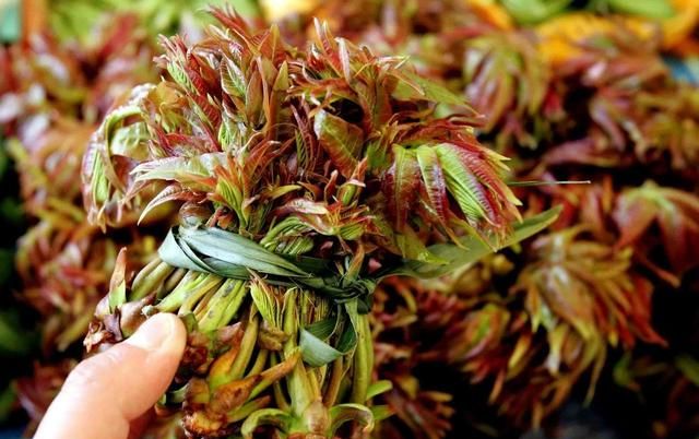 这5种野菜遍地都是，可药用价值却很高，是日常滋补好选择