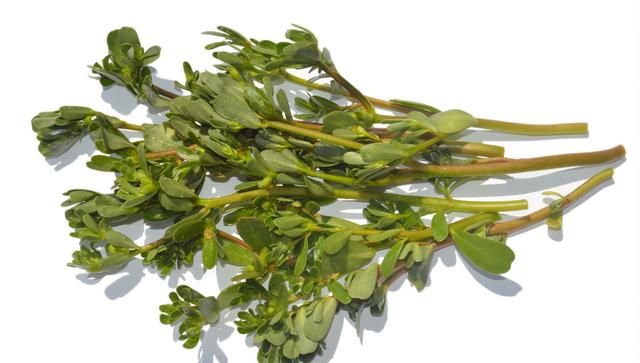 这5种野菜遍地都是，可药用价值却很高，是日常滋补好选择