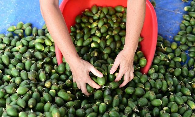 被土耳其认定为“毒品”的槟榔，为何在我国还能每年狂卖百亿？