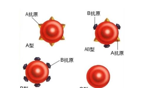 o形血是不是万能血,o型血真的是万能的吗
