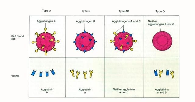 o形血是不是万能血,o型血真的是万能的吗图2