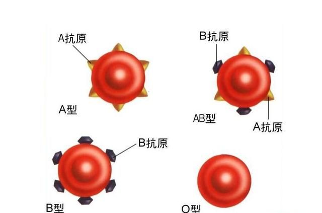 o形血是不是万能血,o型血真的是万能的吗图6